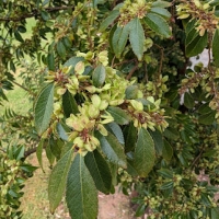 Seed development on a very healthy Chinese elm