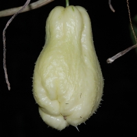 White Choko or Chayote By jokoPix [CC0 1.0 (https://creativecommons.org/publicdomain/mark/1.0/)]