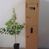 Cinnamon Myrtle For Sale (Size: Medium) (Cutting Grown)