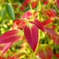 Cinnamon leaf flush