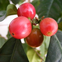 Coffee Fruit Beans Ripening to Red By Stanislaw Szydlo [GFDL (http://www.gnu.org/copyleft/fdl.html) or CC BY-SA 3.0 (https://creativecommons.org/licenses/by-sa/3.0)] from Wikimedia Commons