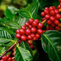 Coffee arabica Red Cherrie beans or seeds growing on a coffee tree ripe and ready to harvest By Skeeze [CC0 1.0 (https://creativecommons.org/publicdomain/mark/1.0/)]