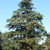 Conifer Cedrus deodara