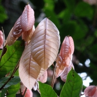 Coogera+New+Growth