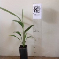 Cordyline - Broad leaved palm lily For Sale (Size: Small) (Grown from Seed)