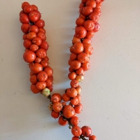 Broad Leaved Palm Lilly Fruit/Berries ripe