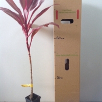 Cordyline - John Klass Red For Sale (Size: Medium) (Cutting Grown)