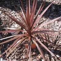 Cordyline Red Star Compliments of Dobbies