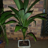 Excellant pot plant when young