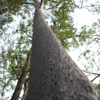 Spotted Gum Carnarvon Gorge