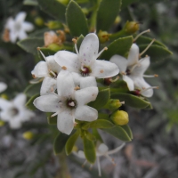 Myoporum parvifolium By Stickpen [Public domain], from Wikimedia Commons