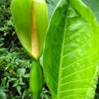 Cunjevoi flower