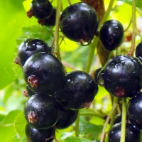 Currant - Black