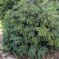 Dense green leaves on a curry tree bush