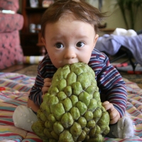 Custard Apple - Torin By DaleysFruit.com.au [All Rights Reserved]