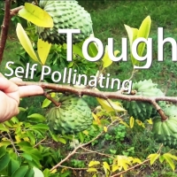 Self Pollinating and fruit is set low to the ground