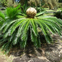 Cycas Revoluta Compliments of gardens online