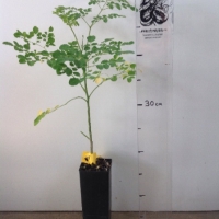 Drumstick Tree ( Moringa ) For Sale (Size: Small) (Grown from Seed)