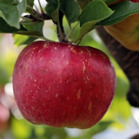 Apple pink lady compliments of farming unlocked