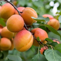 Apricot Moorpark Fruit teaming with bright orange fruits ready to pick By PlantNet [All Rights Reserved, Supplier of DaleysFruit.com.au]