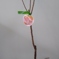 Buy Dwarf Apricot Storeys (Early Moorpark) Fruit Trees ...