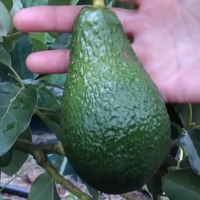 The Pinkerton Avocado closeup