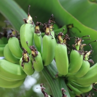 Dwarf Ducasse Banana