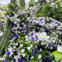 If we could fly then these flowers would have us swarming, colourful, fragrant and dynamic!