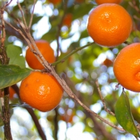 Calamondin compliments of green thumbs