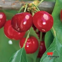 Dwarf Cherry - Trixzie Black Cheree