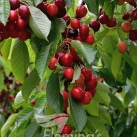 Ripe red fruit dripping from heavily loaded branches on a Minnie Royal Cherry