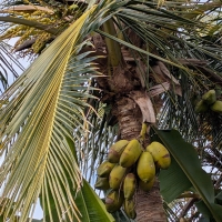 Dwarf Coconut tree producing splays of nuts