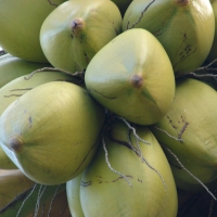 General ripening coconut Not exact variety By Forest and Kim Starr [CC BY 2.0 (https://creativecommons.org/licenses/by/2.0/)]