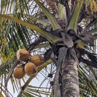 Ripe Gold Coconuts developing on palm By DaleysFruit.com.au [All Rights Reserved]