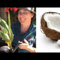 How to plant a coconut palm tree