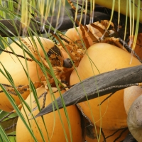 Dwarf Coconut Samoan Orange