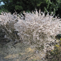 Kojo no mai flowering cherry
