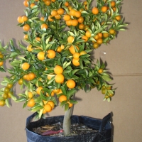 Kumquat - meiwa By DaleysFruit.com.au [All Rights Reserved]