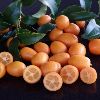 Kumquat Nagami By DaleysFruit.com.au [All Rights Reserved]