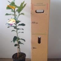 Dwarf Lemon Eureka For Sale 6 Litre Bag