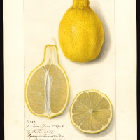 Lemon Lisbon compliments of getty images