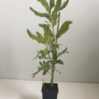 Dwarf Macadamia - A16 For Sale (Medium)