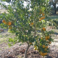 Mandarin Emperor compliments of online trees