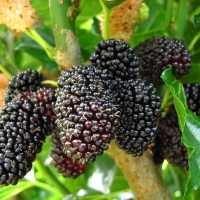 Dwarf Mulberry - Black