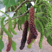 Dwarf Mulberry - Red Shahtoot