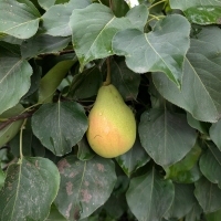 Ya Li pear nearly ripe against dark green foliage