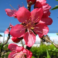 Dwarf Peach Flowers By DaleysFruit.com.au [All Rights Reserved]