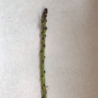 Dwarf Peach - Valley Red For Sale (10-15cm)