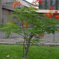 Poinciana - Dwarf