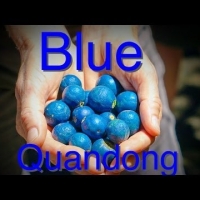 Blue quandong